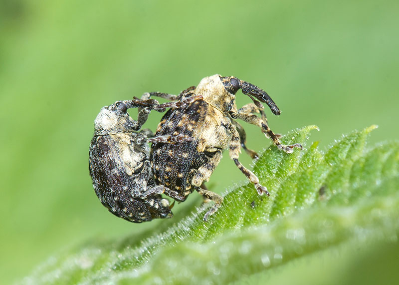 Curculionidae:  Cionus tuberculosus?  S !